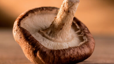 Photo of Informação sobre cogumelos Portabella: Posso cultivar cogumelos Portabella?