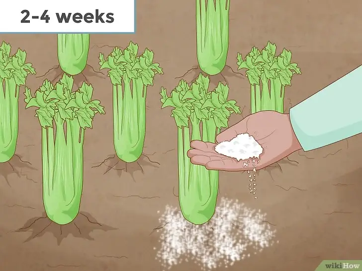 Photo of Informação sobre folhas de aipo: Aprenda a cultivar aipo como uma erva