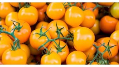 Photo of Informação sobre o tomate ondulado amarelo – O que é um tomate ondulado amarelo?