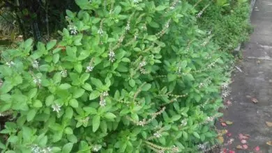 Photo of Informação sobre os rufos roxos do manjericão – Como cultivar uma planta de rufos roxos do manjericão