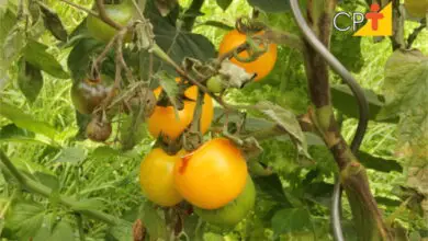 Photo of Informação sobre problemas comuns com plantas de tomateiro