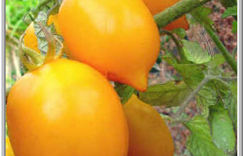 Photo of Informações sobre a beleza em Illinois: cuidando das plantas de tomate de beleza de Illinois