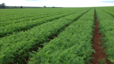 Photo of Informações sobre a cenoura Chantenay: Guia de cultivo de cenouras Chantenay