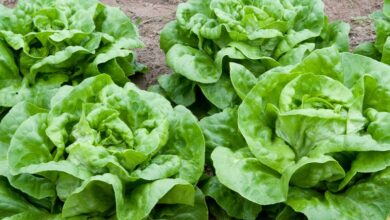 Photo of Informações sobre a Densidade do Inverno – Como Cultivar Plantas Alface com Densidade do Inverno