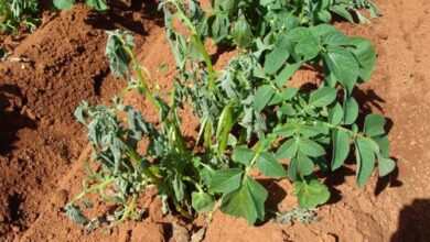 Photo of Informações sobre a murcha do fusarium de batata – Razões para a murcha da planta de batata