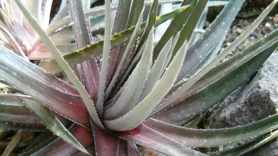 Photo of Informações sobre a planta Dyckia