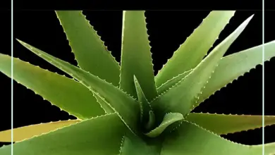 Photo of Informações sobre aloe