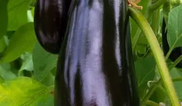 Photo of Informações sobre berinjela negra: Como cultivar uma beringela negra