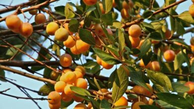 Photo of Informações sobre Byrsonima crassifolia ou Nance