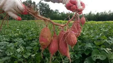 Photo of Informações sobre como colher batatas doces