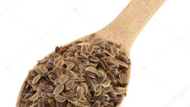 Photo of Informações sobre como colher o endro e as sementes de endro seco
