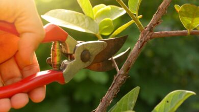 Photo of Informações sobre como podar as raízes das plantas de casa