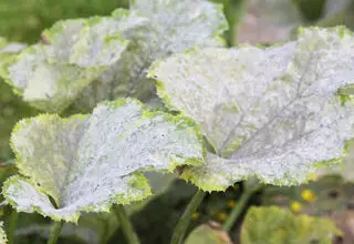 Photo of Informações sobre folhas de nabo branco: O que causa manchas brancas nas folhas de nabo?