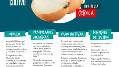 Photo of Informações sobre o alho branco polaco: Como cultivar bolbos de alho branco polaco