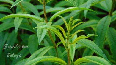 Photo of Informações sobre o chá de verbena: Descubra a cultura da verbena de limão para o chá