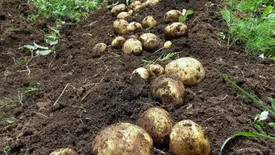 Photo of Informações sobre o cultivo de batatas novas no seu jardim