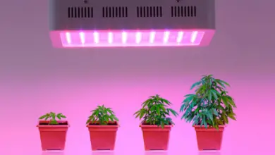 Photo of Informações sobre o cultivo de luz LED