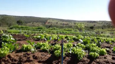 Photo of Informações sobre o cultivo do Crispino – Cuidados com as plantas de alface Crispino