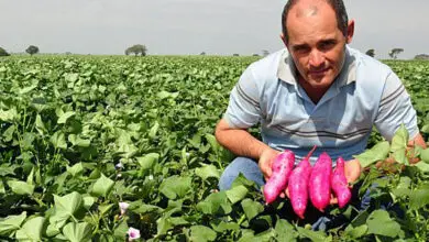 Photo of Informações sobre o cultivo e a colheita de batata doce