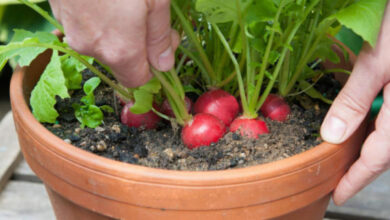 Photo of Informações sobre o rabanete preto : Aprenda a cultivar plantas de rabanete preto