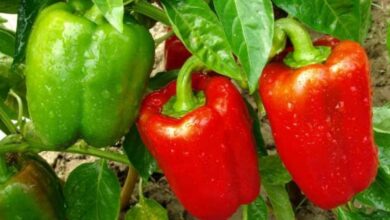 Photo of Informações sobre pimentão-doce: Você pode cultivar pimentão-doce no jardim?