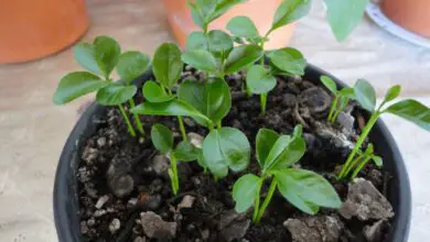 Photo of Informações sobre plantas de sálvia de tangerina: Como cultivar plantas de sálvia de tangerina