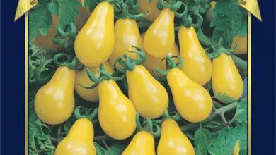 Photo of Informações sobre tomates de pêra amarela – Dicas de cuidado para tomates de pêra amarela