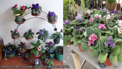 Photo of Iniciando uma Violeta Africana – Cultivo de Plantas Violetas Africanas com Sementes