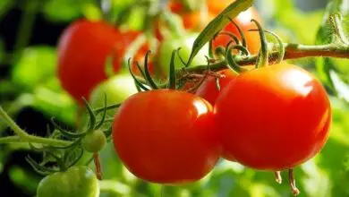 Photo of Insecticida à base de folhas de tomate