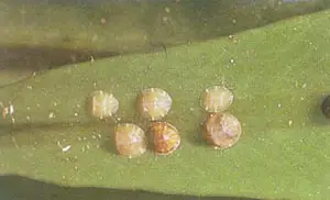Photo of Insectos comedores de cera: mais sobre pragas de plantas de cera