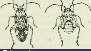 Photo of Insectos de capside