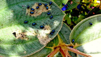 Photo of Insectos e pragas de plantas domésticas comuns