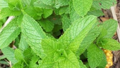 Photo of Invasive Mint – Como Matar Plantas de Menta