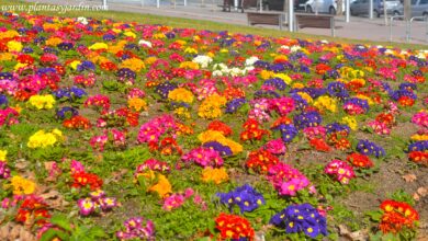 Photo of Inverno, plantas floríferas