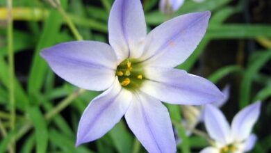 Photo of Ipheion uniflorum Iphéion uniflore