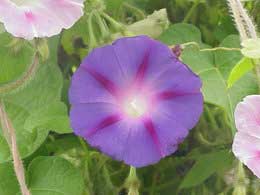 Photo of Ipomoea purpurea ou Don Diego cuidado da planta durante o dia