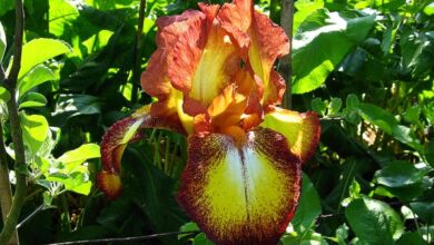Photo of Iris allemande, Iris de jardin
