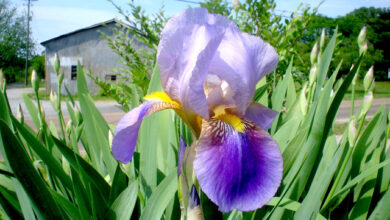 Photo of Iris Rhizome, Iris Jardin, Iris Barbu