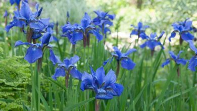 Photo of Iris sibirica Iris siberiana