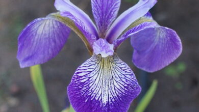 Photo of Iris versicolor
