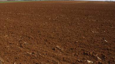 Photo of Irrigação de camélias, mirtilos e outras plantas acidófilas