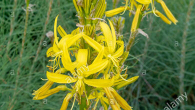 Photo of Jacob’s Staff, Asphodeline Yellow