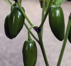 Photo of Jalapeño Plant Care – Como cultivar pimentos jalapeño