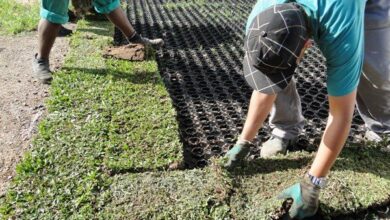 Photo of Jardinagem de hortaliças em calçada: Cultivo de hortaliças em um jardim de estacionamento