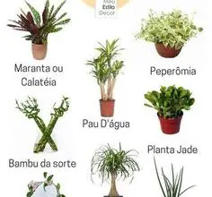 Photo of Jardinagem na zona 8: algumas dicas e uma lista de plantas que você pode cultivar