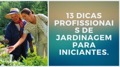 Photo of Jardinagem para principiantes – você tem dedos verdes?