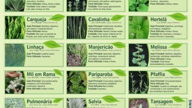 Photo of Jardins de Chá de Ervas: Como usar as plantas de chá para um jardim