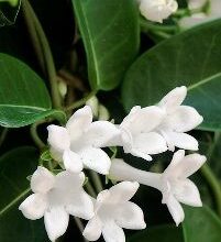 Photo of Jasmim de Madagascar, Stephanotis