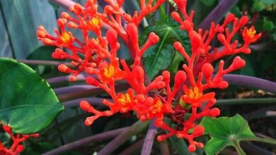 Photo of Jatropha podagrica produz lindas flores vermelhas