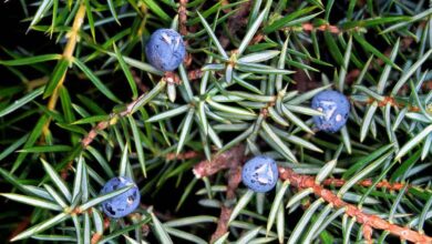 Photo of Juniperus communis Junípero comum, zimbro